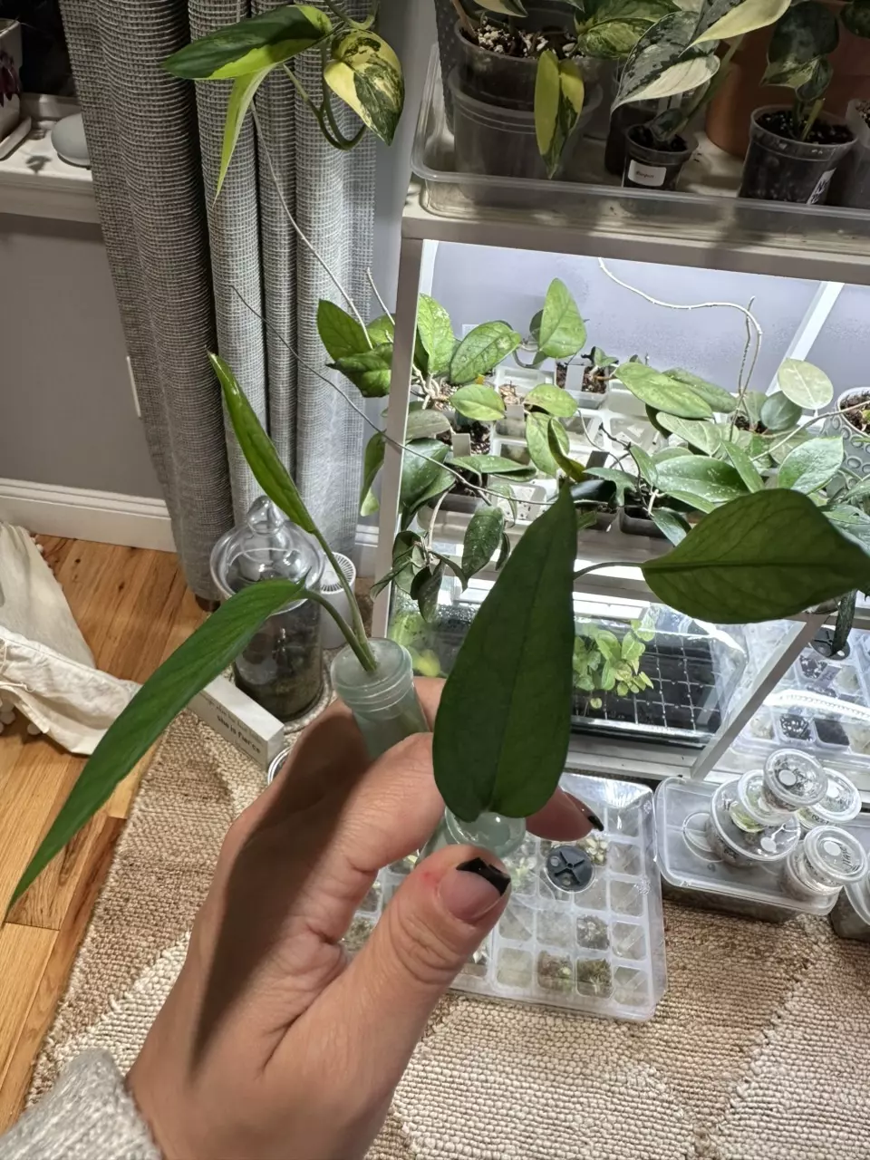 plant/Skeleton Key-0