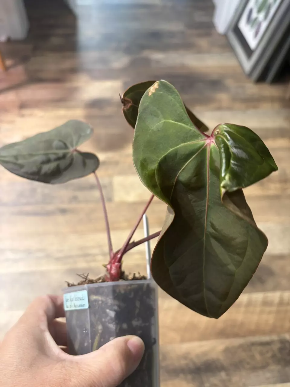 plant/Bess aff x Nigrolaminum-1