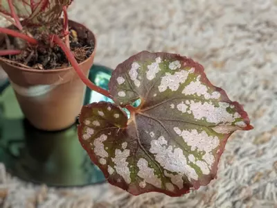 plant/Begonia Rex NOID (Cumbia?) #192-2-thumbnail