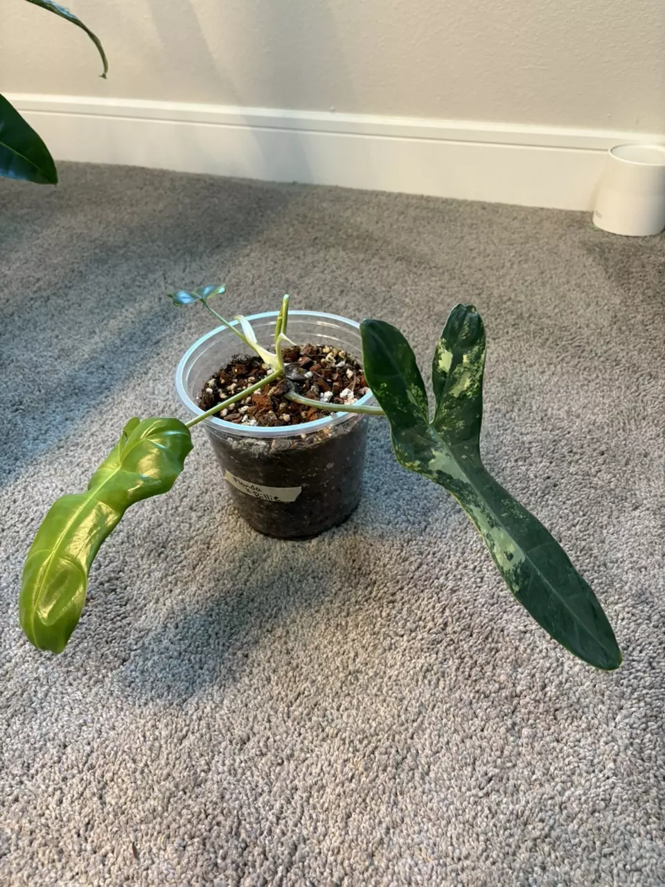 plant/Florida X Billie-0