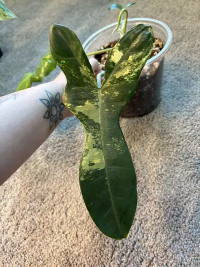 plant/Florida X Billie-2-thumbnail