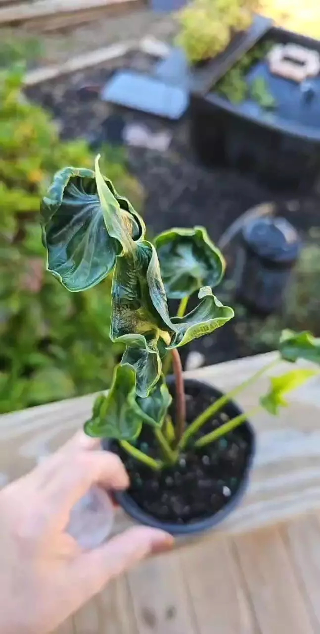 plant/Teletubbies Corms 20.00-1