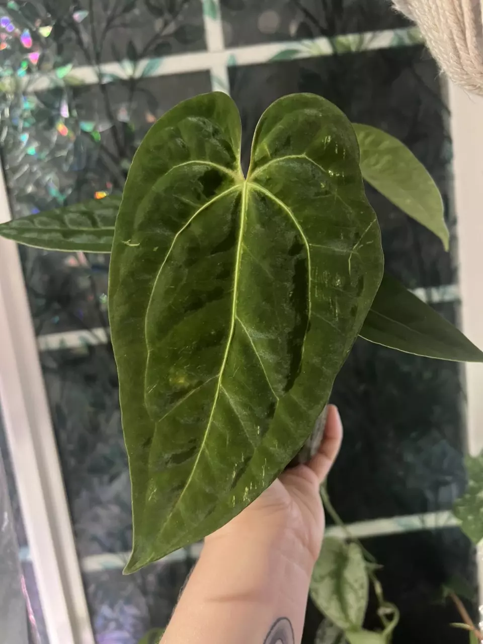 plant/Anthurium Pap x Doc Block Linage-1