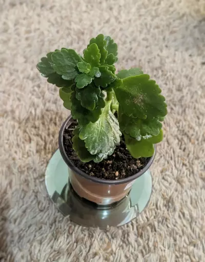 plant/Kalanchloe 4" #127-1-thumbnail