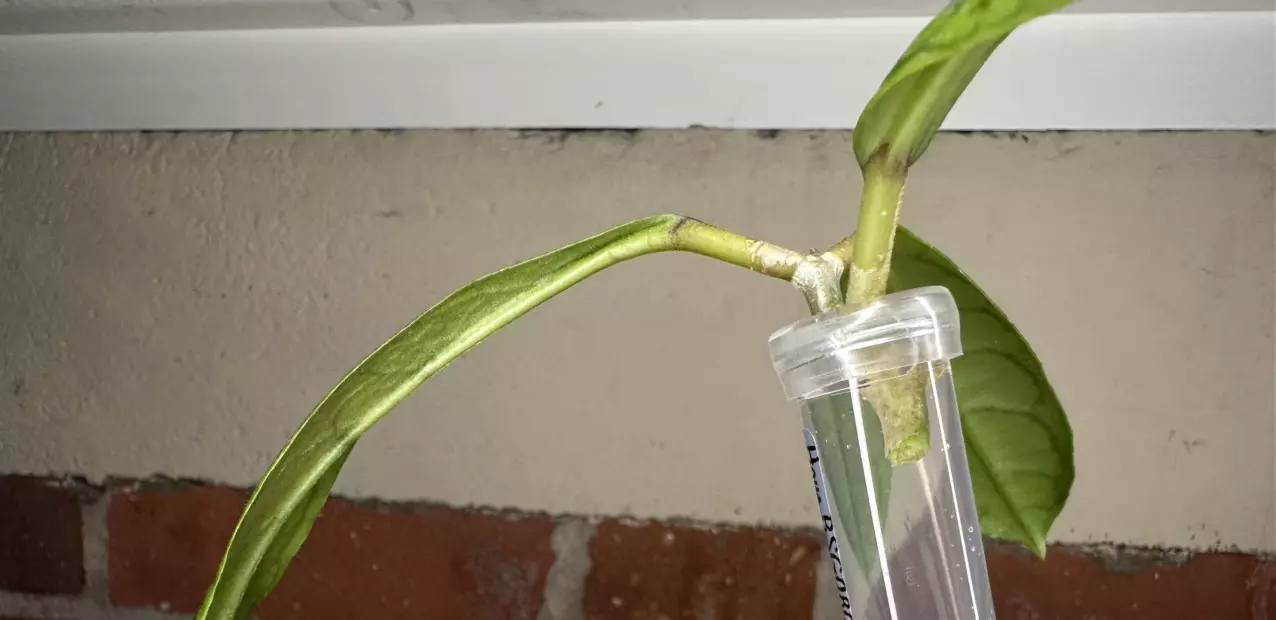 plant/Hoya cv. Nui x Seed-1