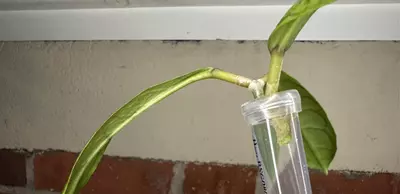 plant/Hoya cv. Nui x Seed-1-thumbnail