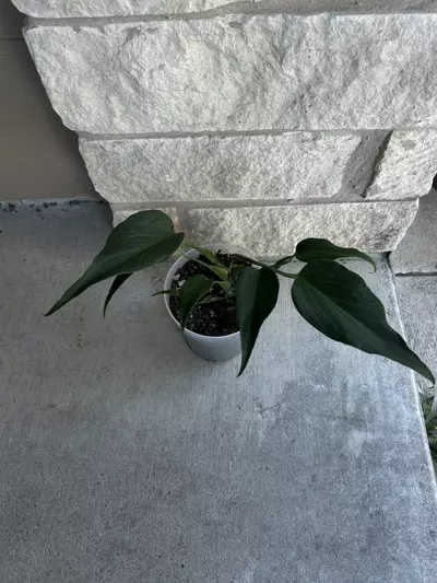 plant/Monstera Burle Marx Flame-0-thumbnail