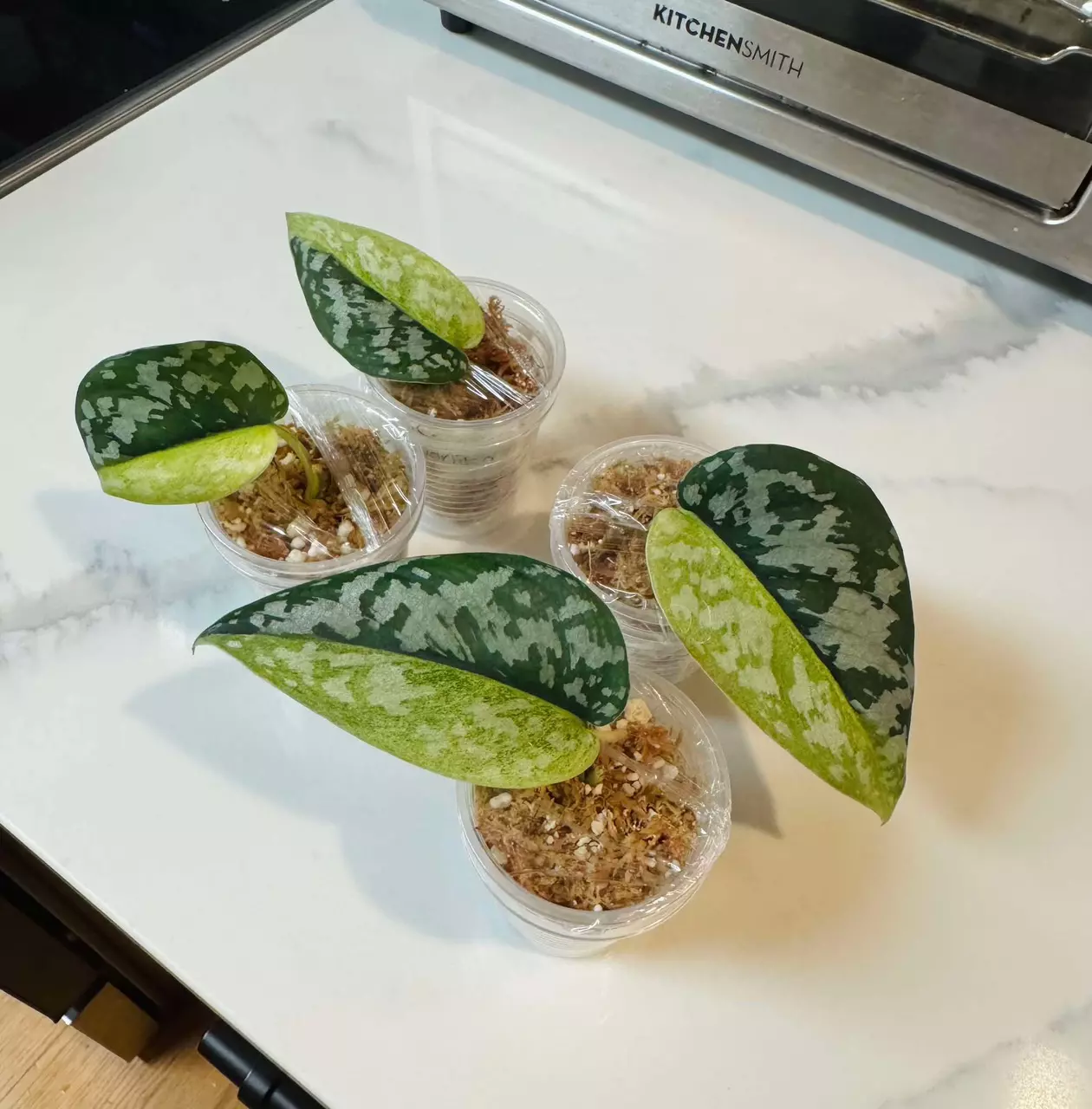 plant/Scindapsus Maharlika-0