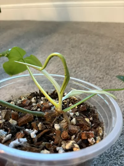 plant/Florida X Billie-5-thumbnail