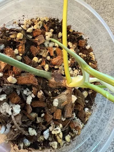 plant/Florida X Billie-4-thumbnail