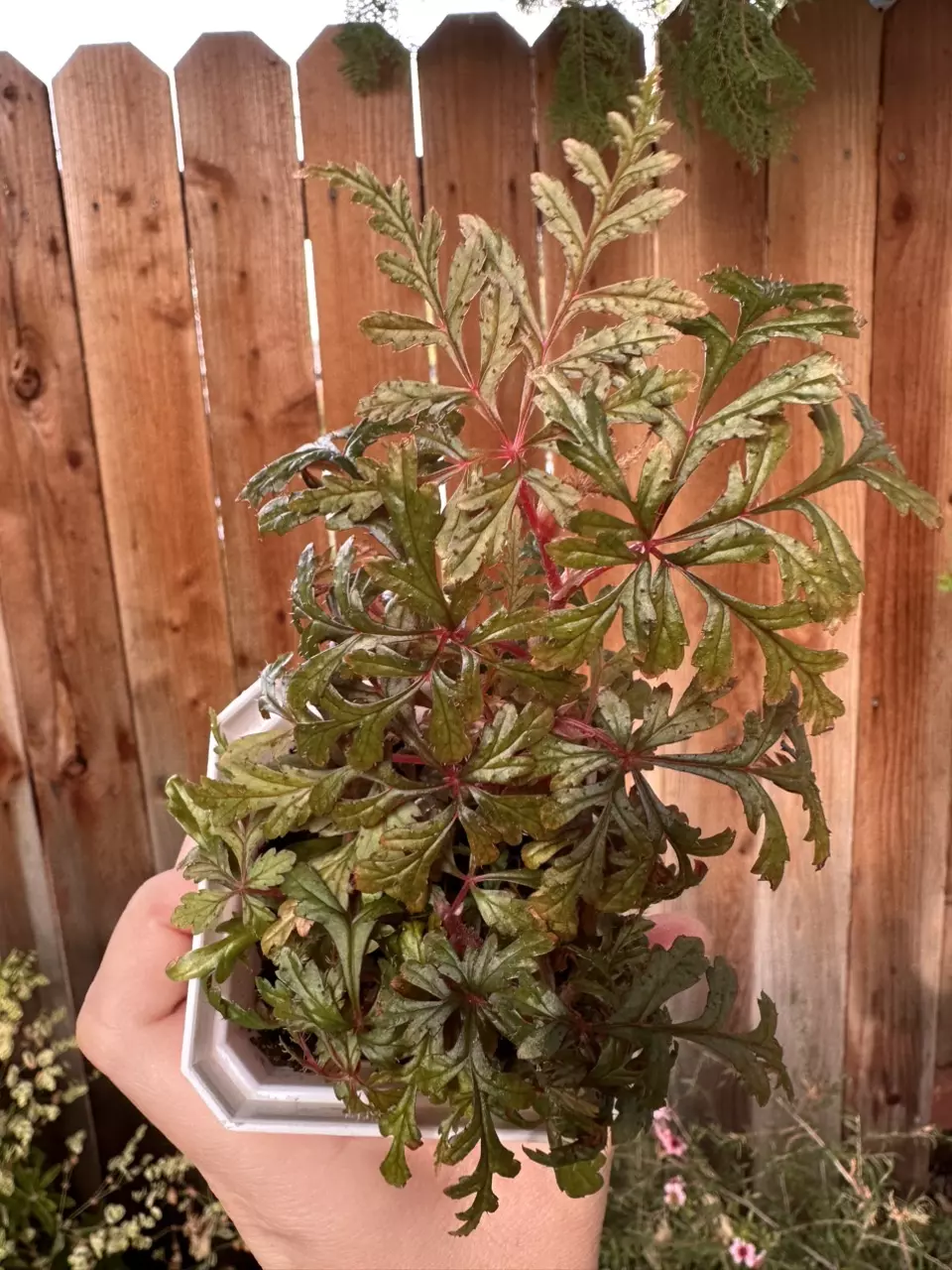 plant/Dense and fern like Begonia Polilloensis-1