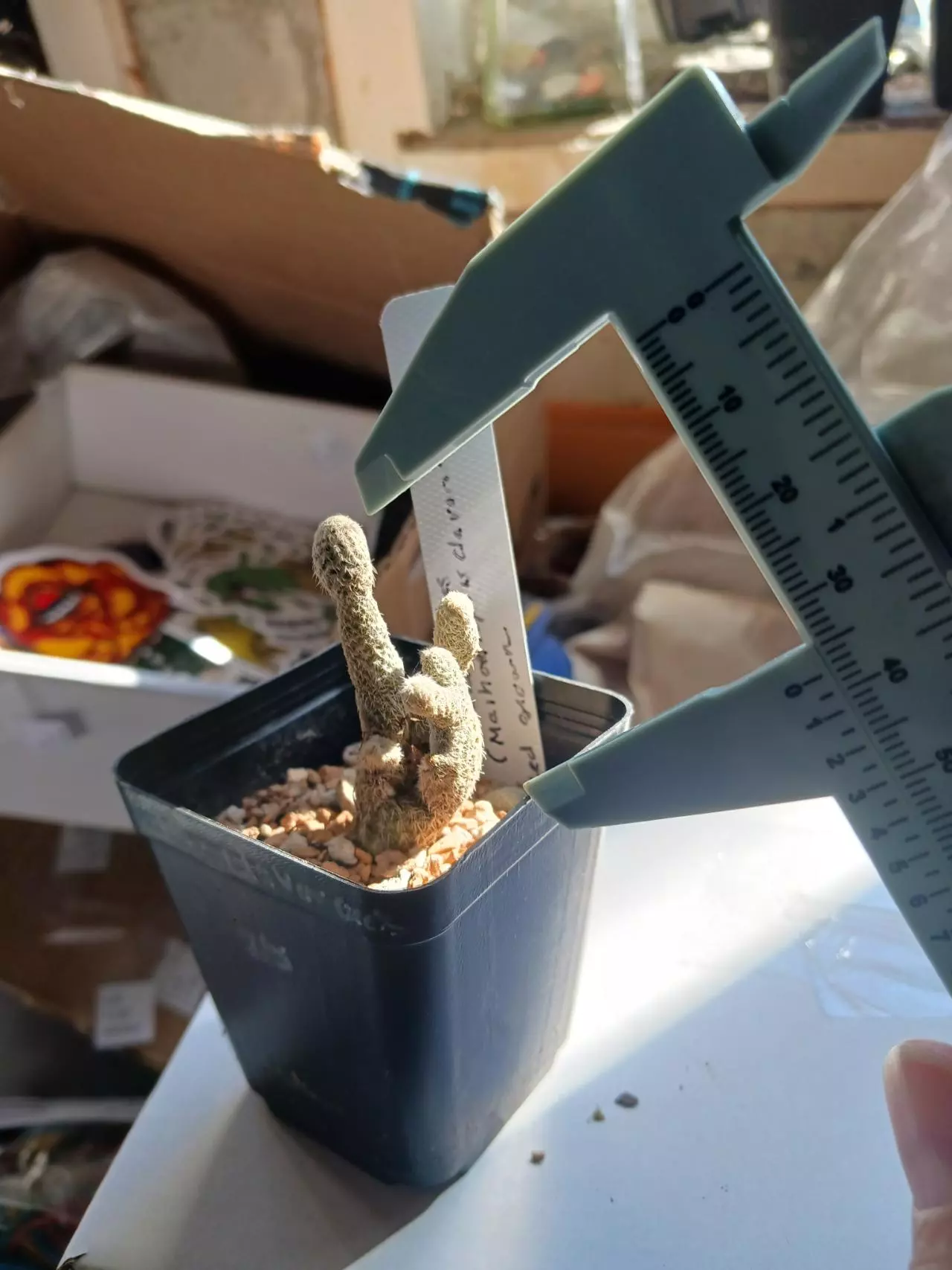 plant/Puna Clavarioides-1