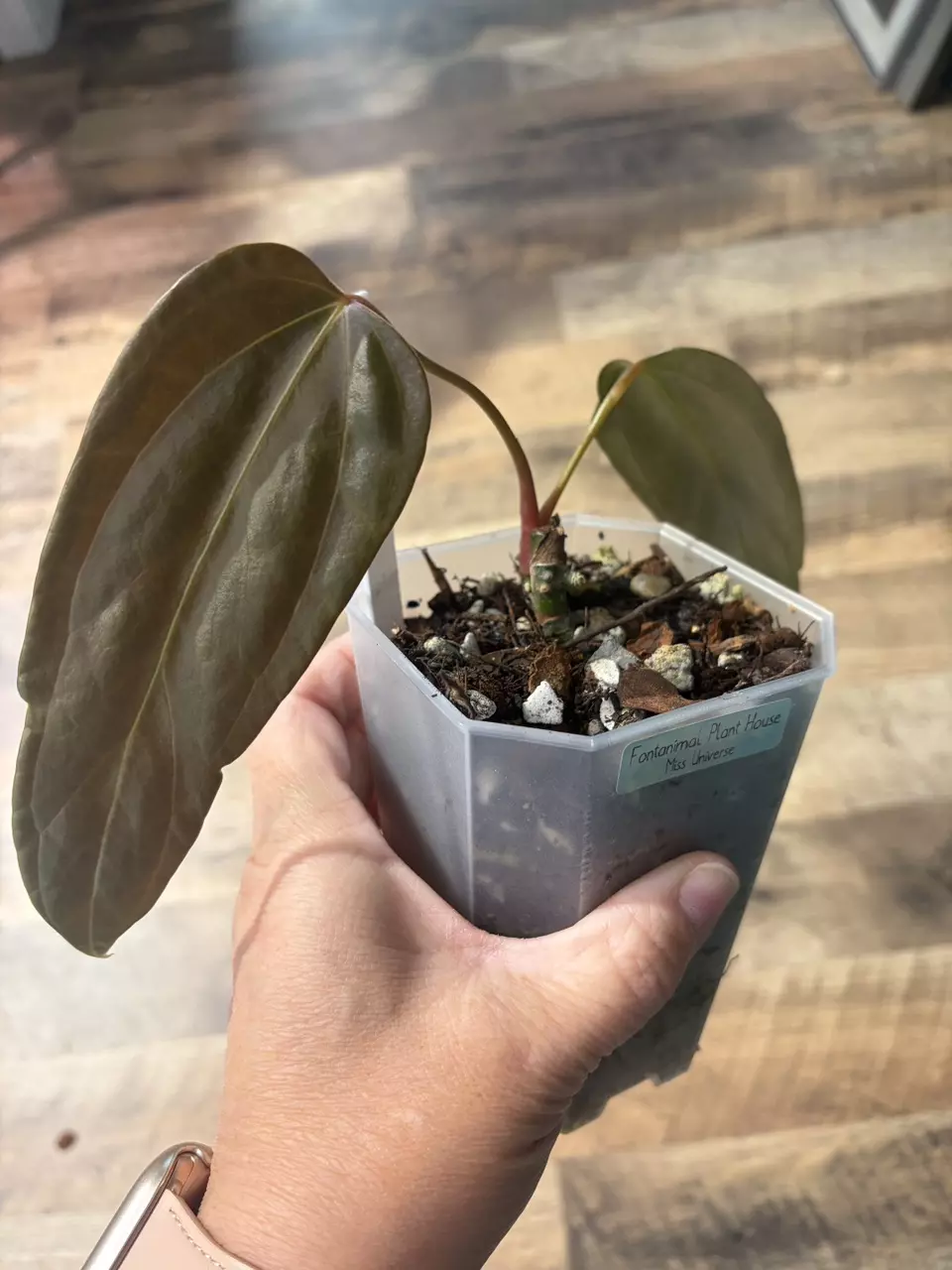 plant/Miss Universe-0