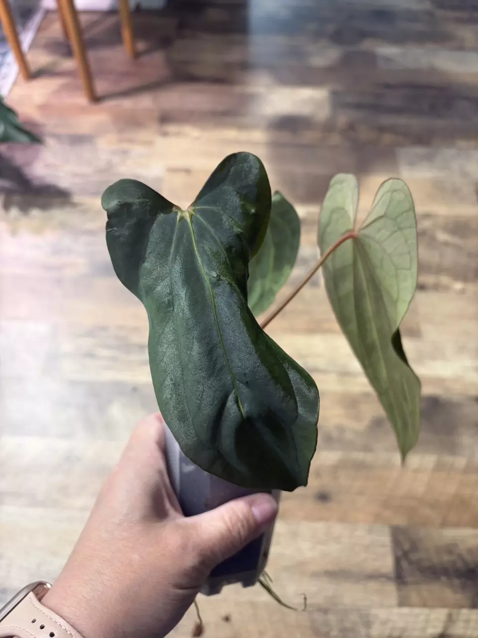 plant/Pap RLFSx Antolakii-2