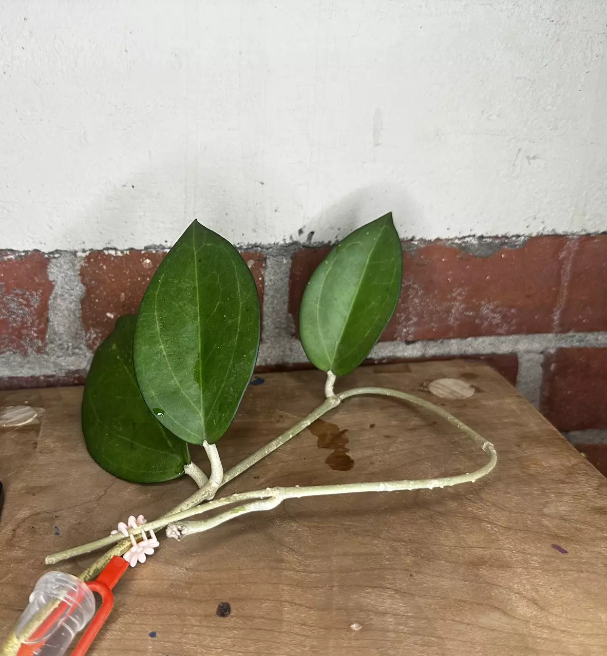 plant/Hoya Icensis with peduncle-1