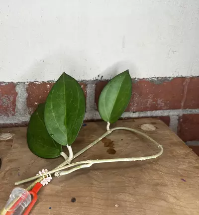 plant/Hoya Icensis with peduncle-1-thumbnail