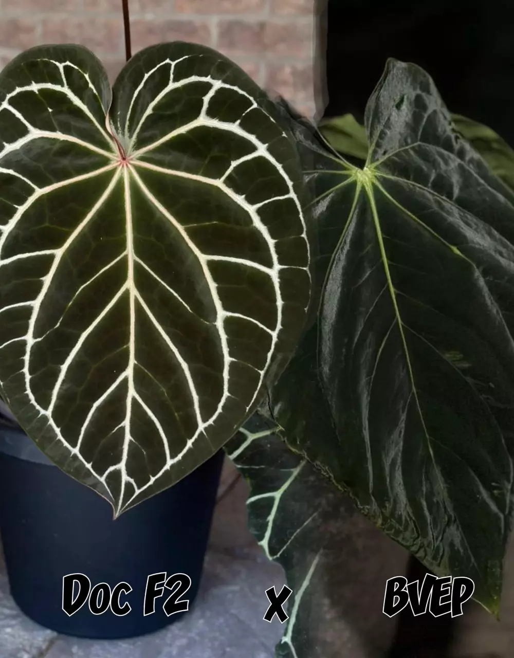 plant/Doc F2 x BVEP-0