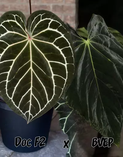 plant/Doc F2 x BVEP-0-thumbnail