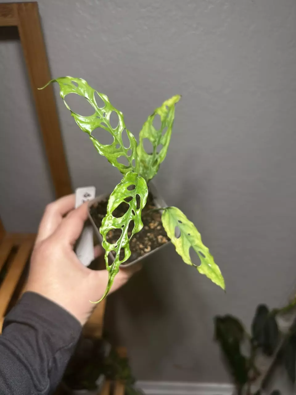 plant/Monstera Obliqua Peru-2