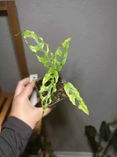 plant/Monstera Obliqua Peru-2-thumbnail