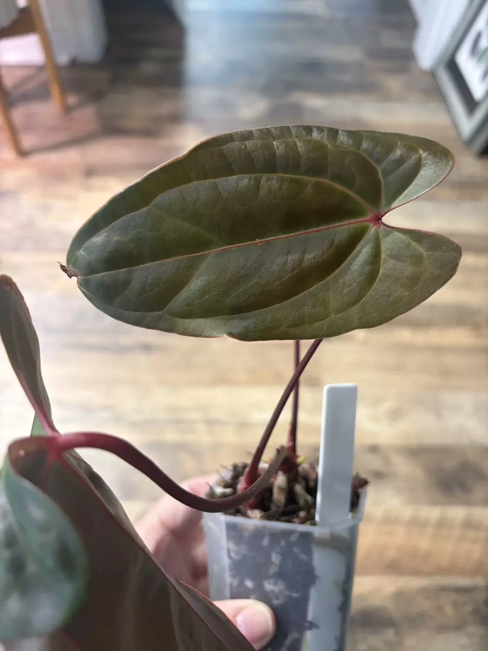 plant/Bess aff x Nigrolaminum-2