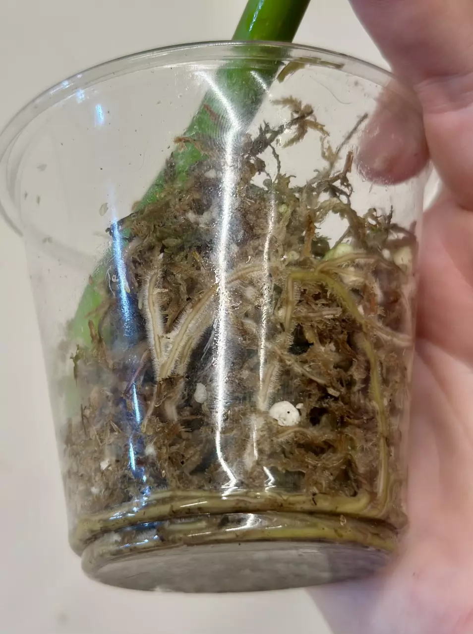 plant/Philodendron Radiatum Variegated-1