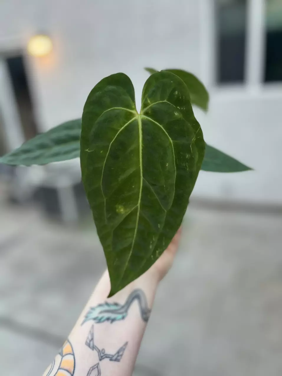 plant/Anthurium Pap x Doc Block Linage-0