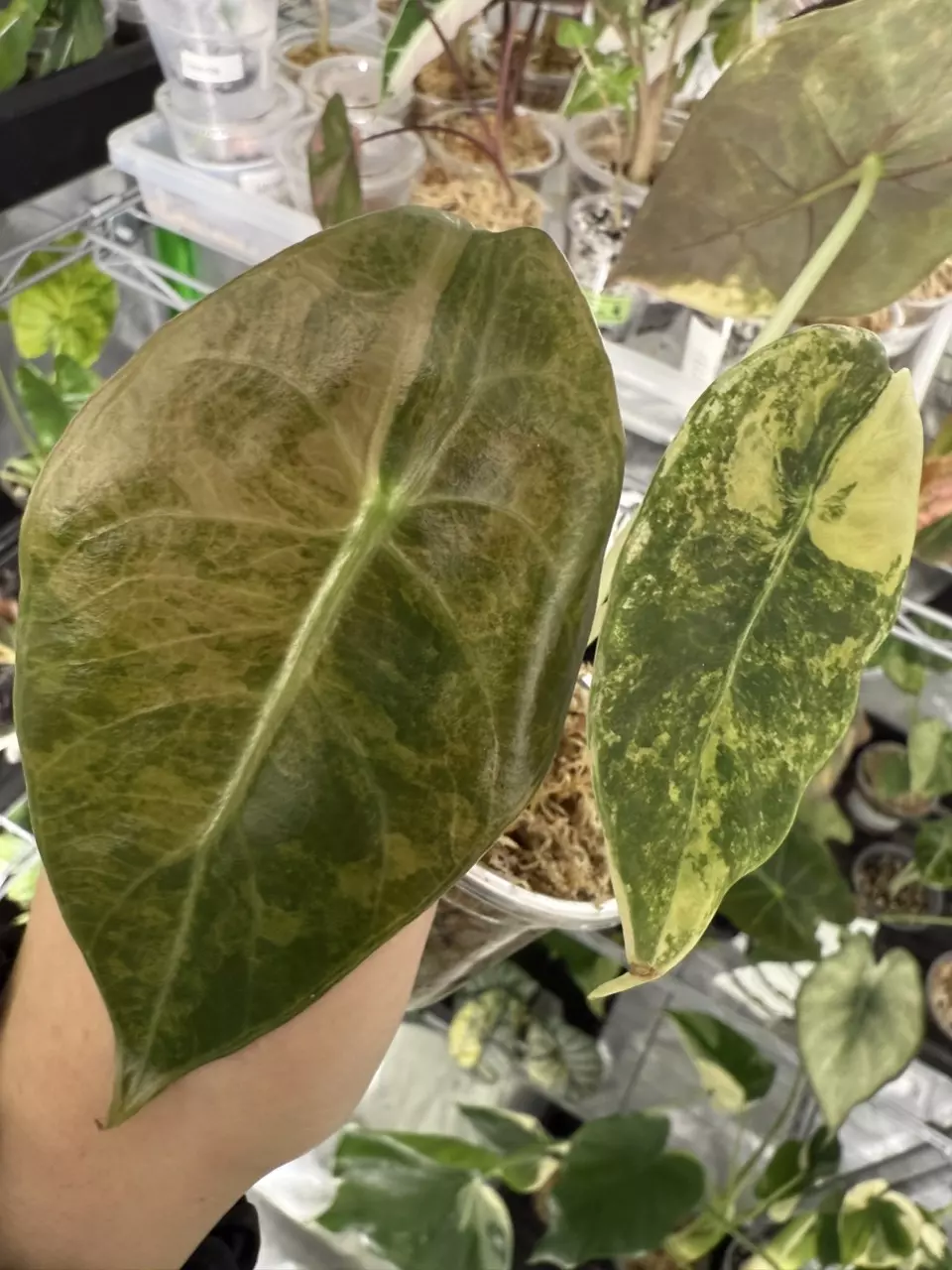 plant/🦄Sedenii Aurea🦄-0