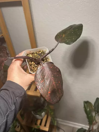 plant/Philodendron Orange Princess-0-thumbnail