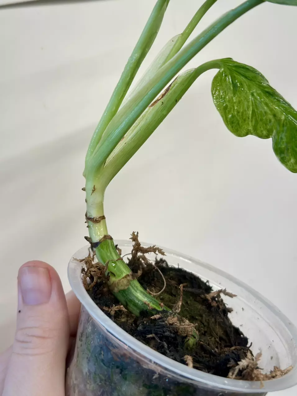 plant/Monstera Adansonii Mint Var-1