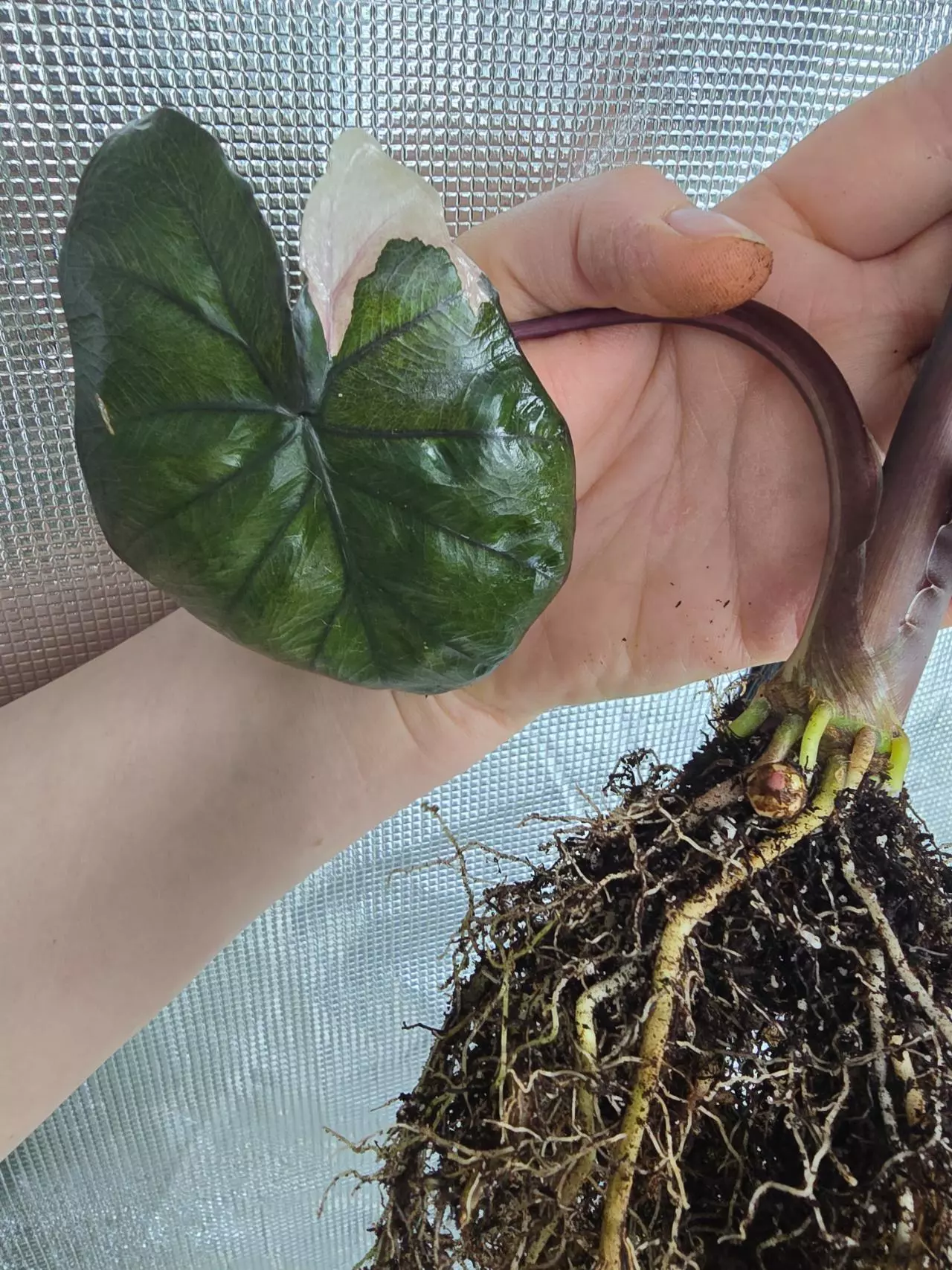 plant/Alocasia Pink Serendipity corm from highly variegated mama plant.-1