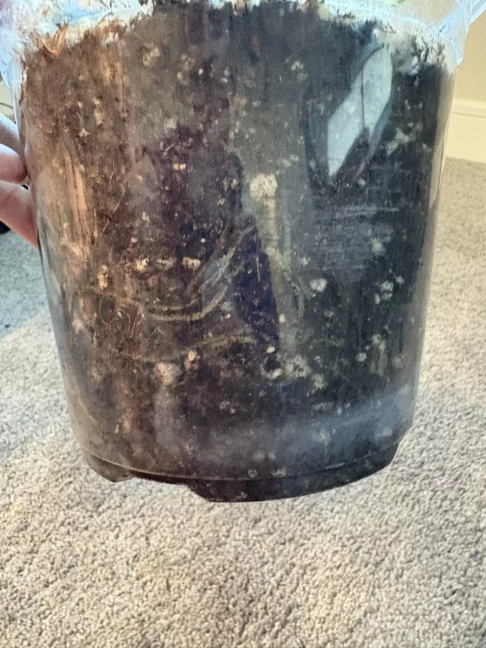 plant/Florida X Billie-6