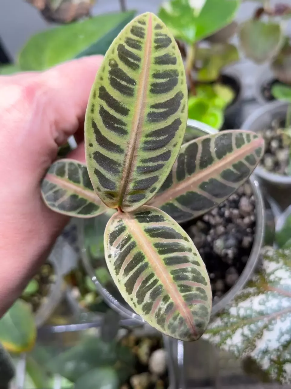 plant/Labisia Riau Pink-1