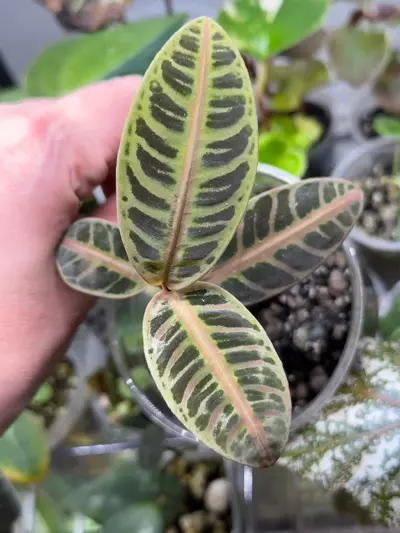 plant/Labisia Riau Pink-1-thumbnail