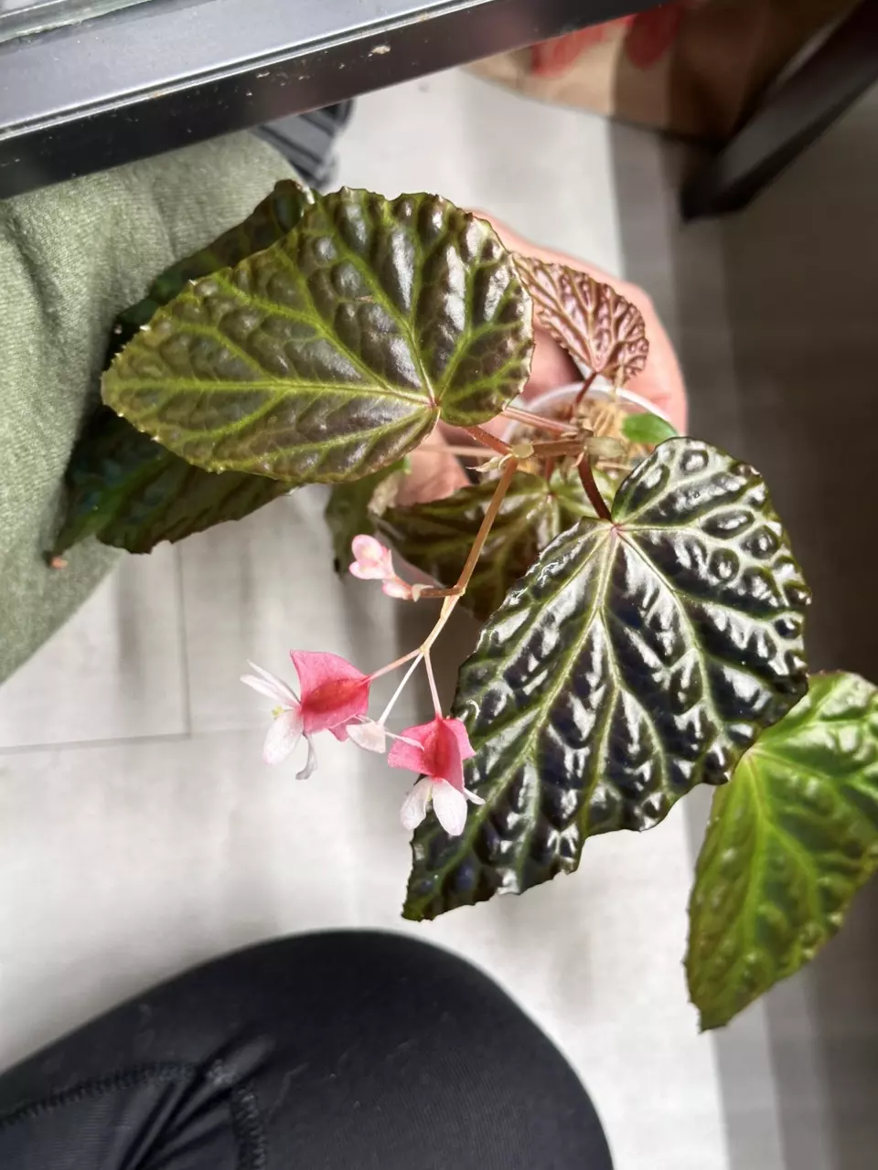 plant/Begonia temuyuk blue x dracopelta-0