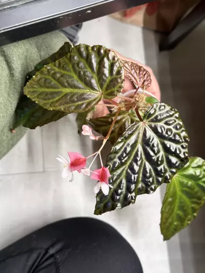 plant/Begonia temuyuk blue x dracopelta-0-thumbnail