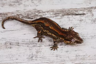 plant/BoPe0225-0-thumbnail