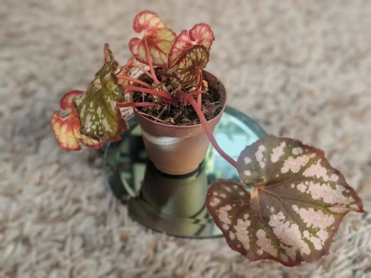 plant/Begonia Rex NOID (Cumbia?) #192-0