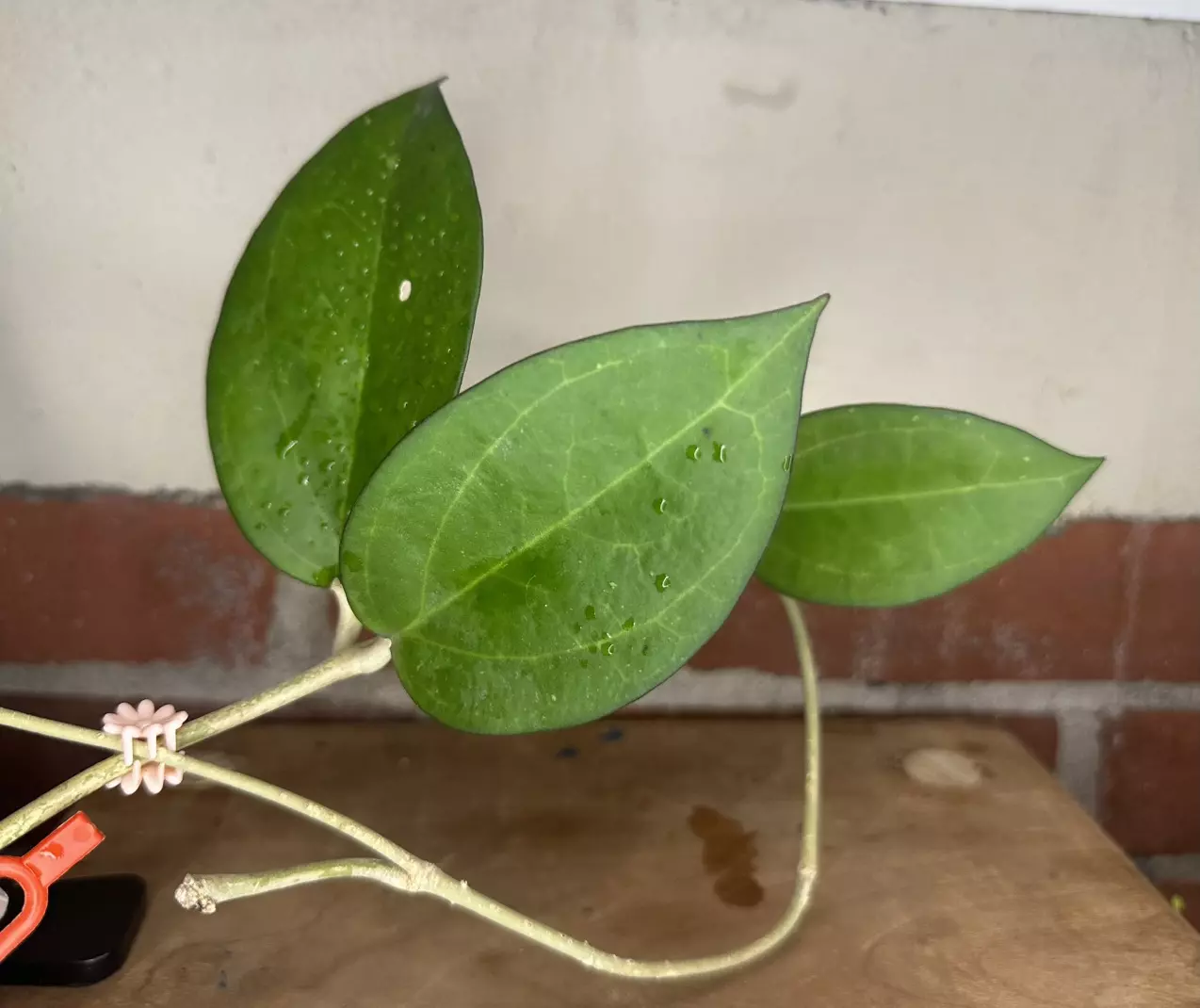 plant/Hoya Icensis with peduncle-0