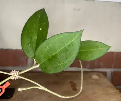 plant/Hoya Icensis with peduncle-0-thumbnail