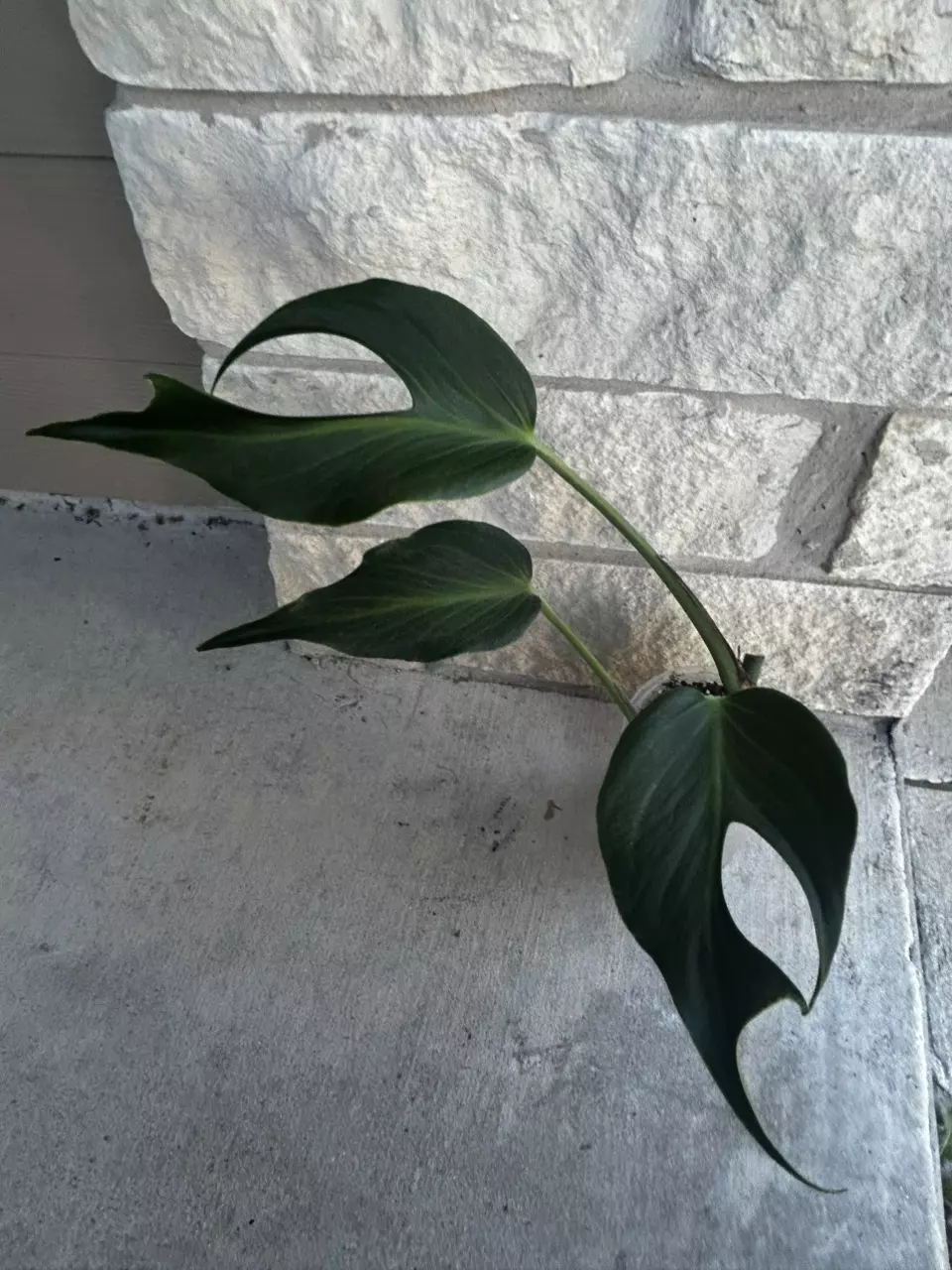 plant/Monster Burle Marx Flame-0