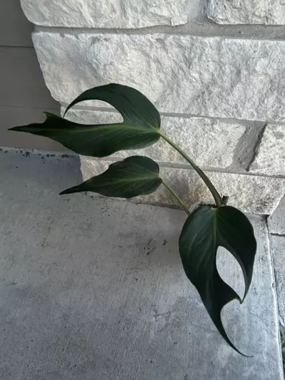 plant/Monster Burle Marx Flame-0-thumbnail