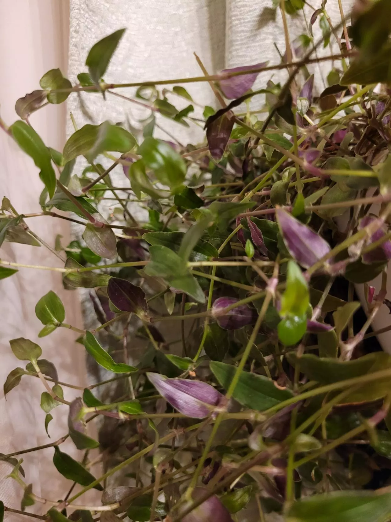 plant/Tahitian Bridal Veil (Gibasis Pellucida) FRESH CUTTINGS 6ea-0