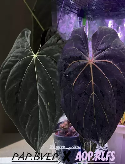 plant/Pap.BVEP x AOP.RLFS-0-thumbnail