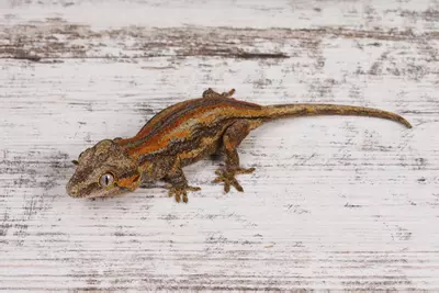 plant/BoNa0425-1-thumbnail