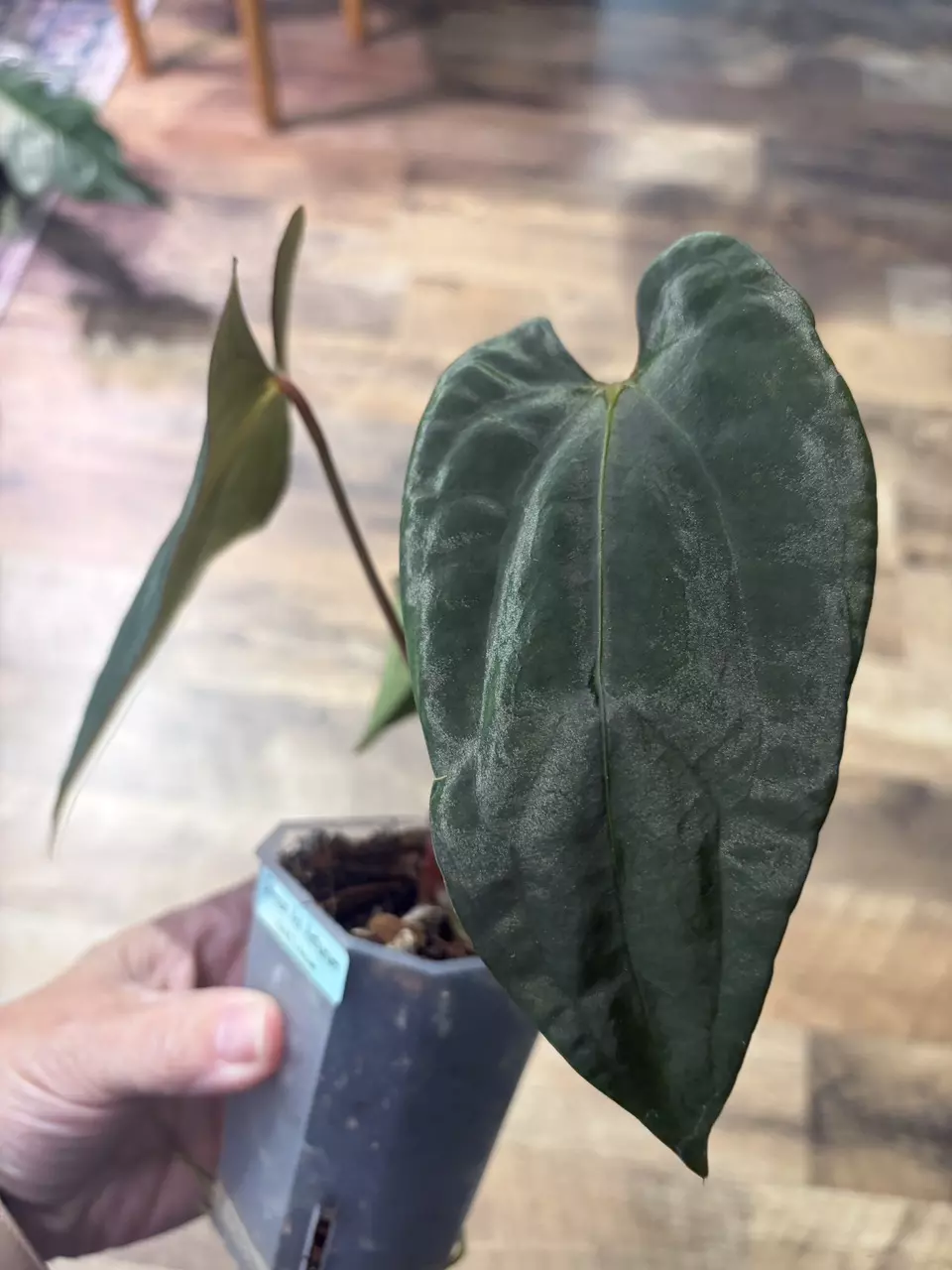 plant/Pap RLFSx Antolakii-1