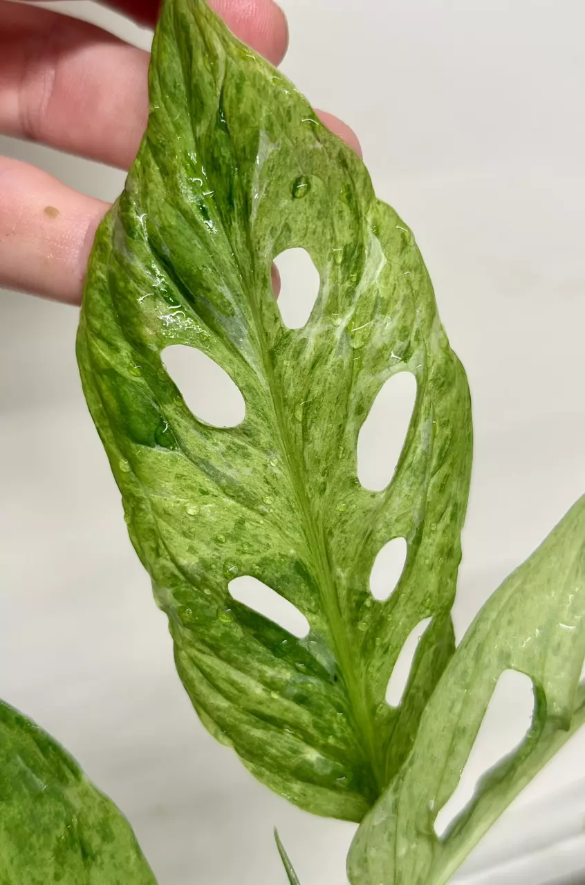 plant/Monstera Adansonii Mint Var-4