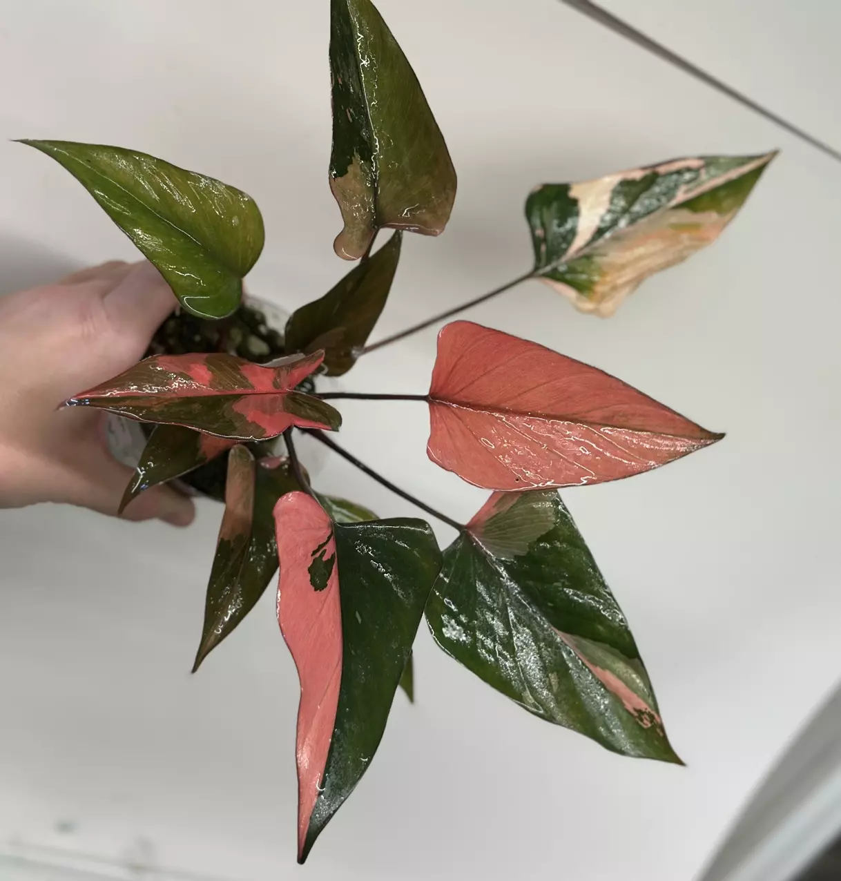 plant/Homalomena Pink Diamond Pup-1