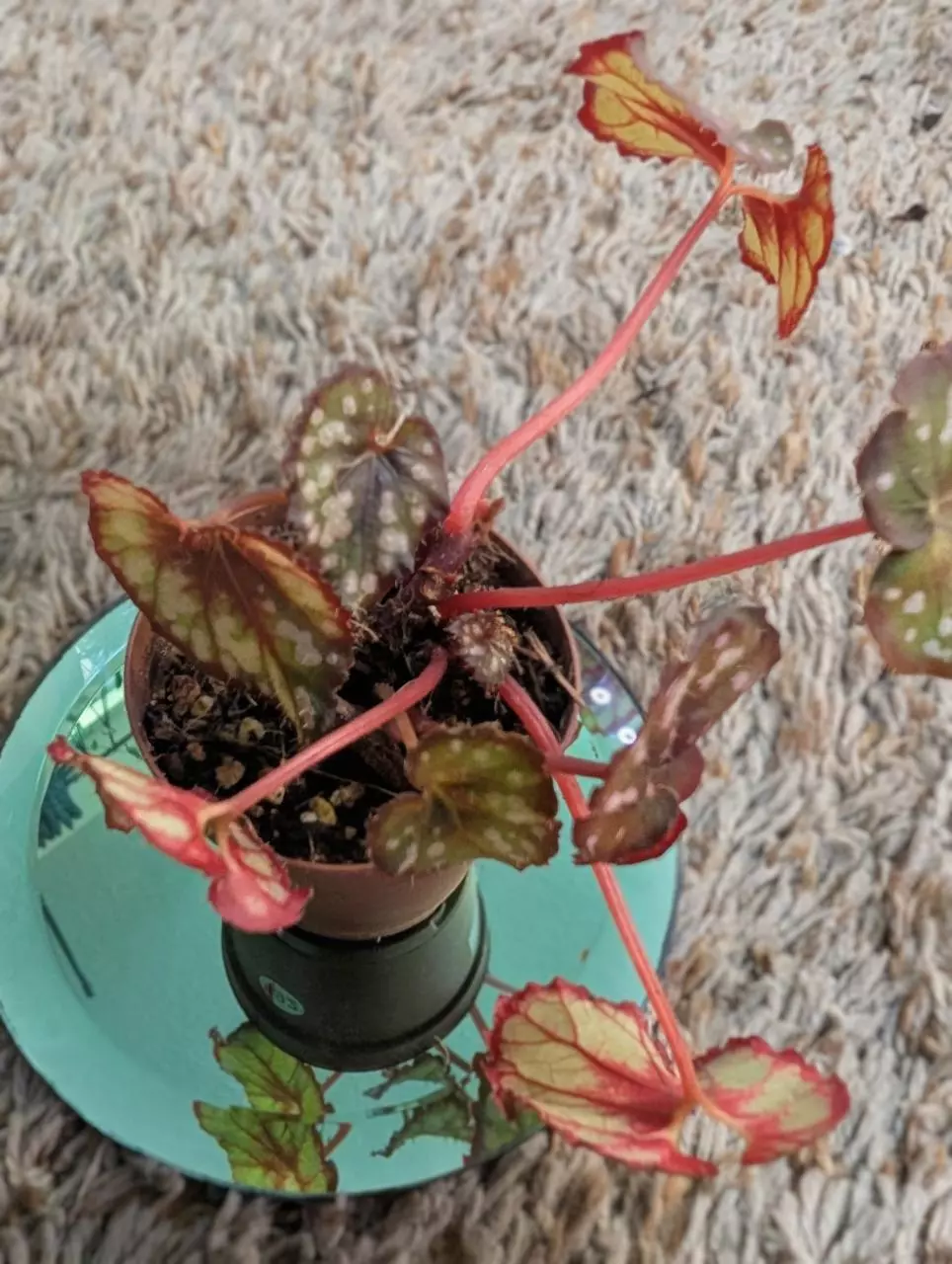 plant/Begonia Rex NOID (Cumbia?) #192-3