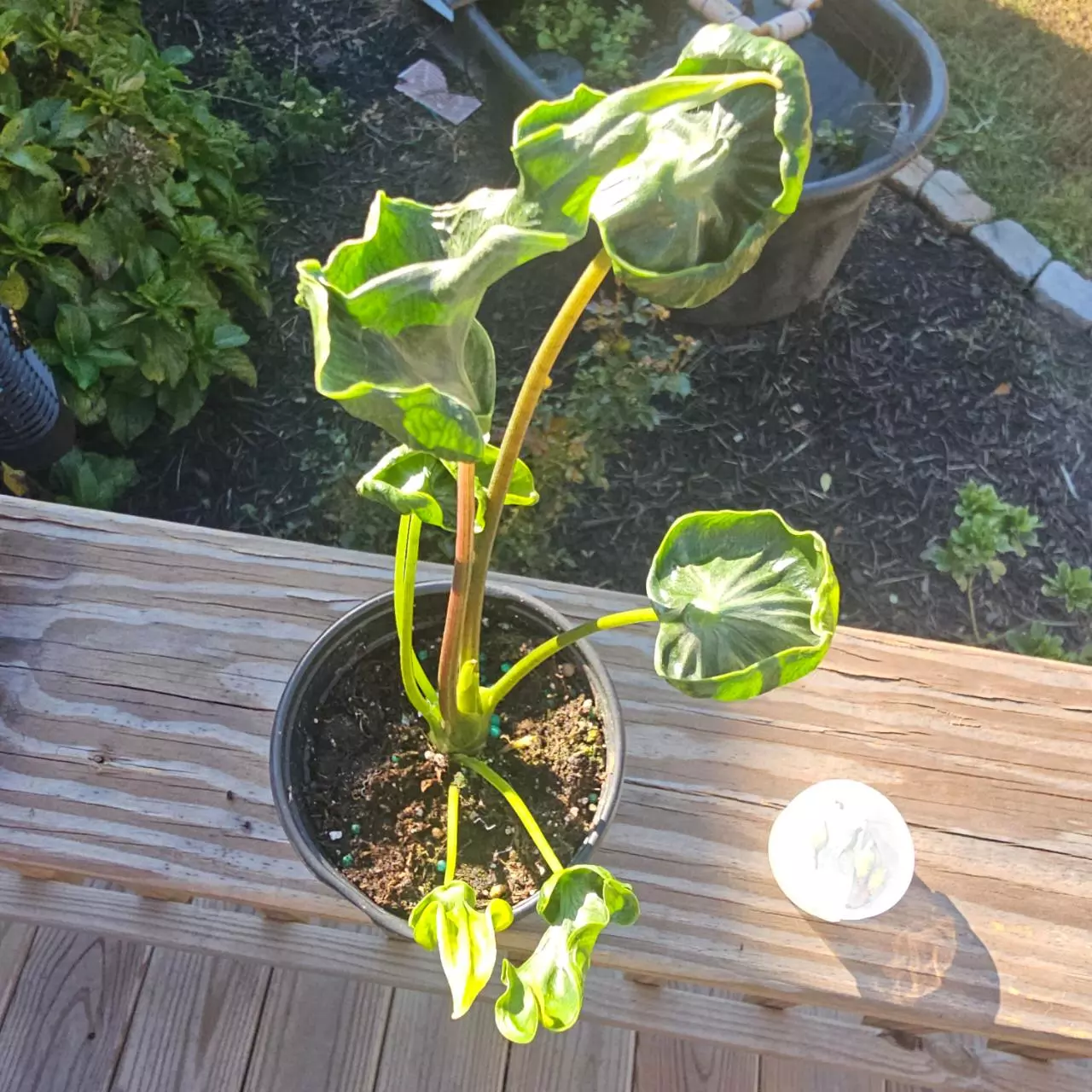 plant/Teletubbies Corms 20.00-3